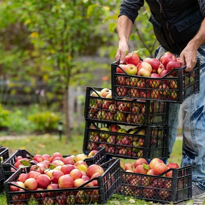 Ladite Din Plastic Pentru Fructe Si Legume Dimensiune Interioara 480 x 280 x 127 mm, Dimensiune Exterioara 500 x 300 x 145 mm...